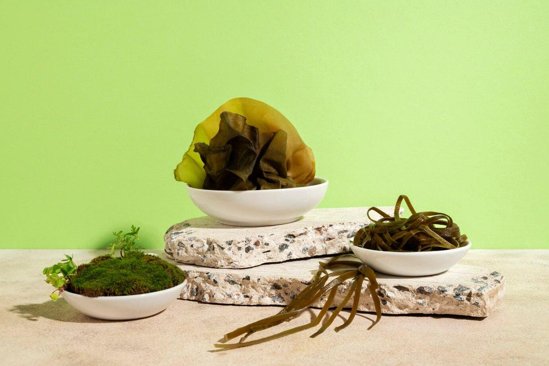 Savon corps exfoliant aux algues : une révolution marine pour une peau éclatante - SWEET NABBODY